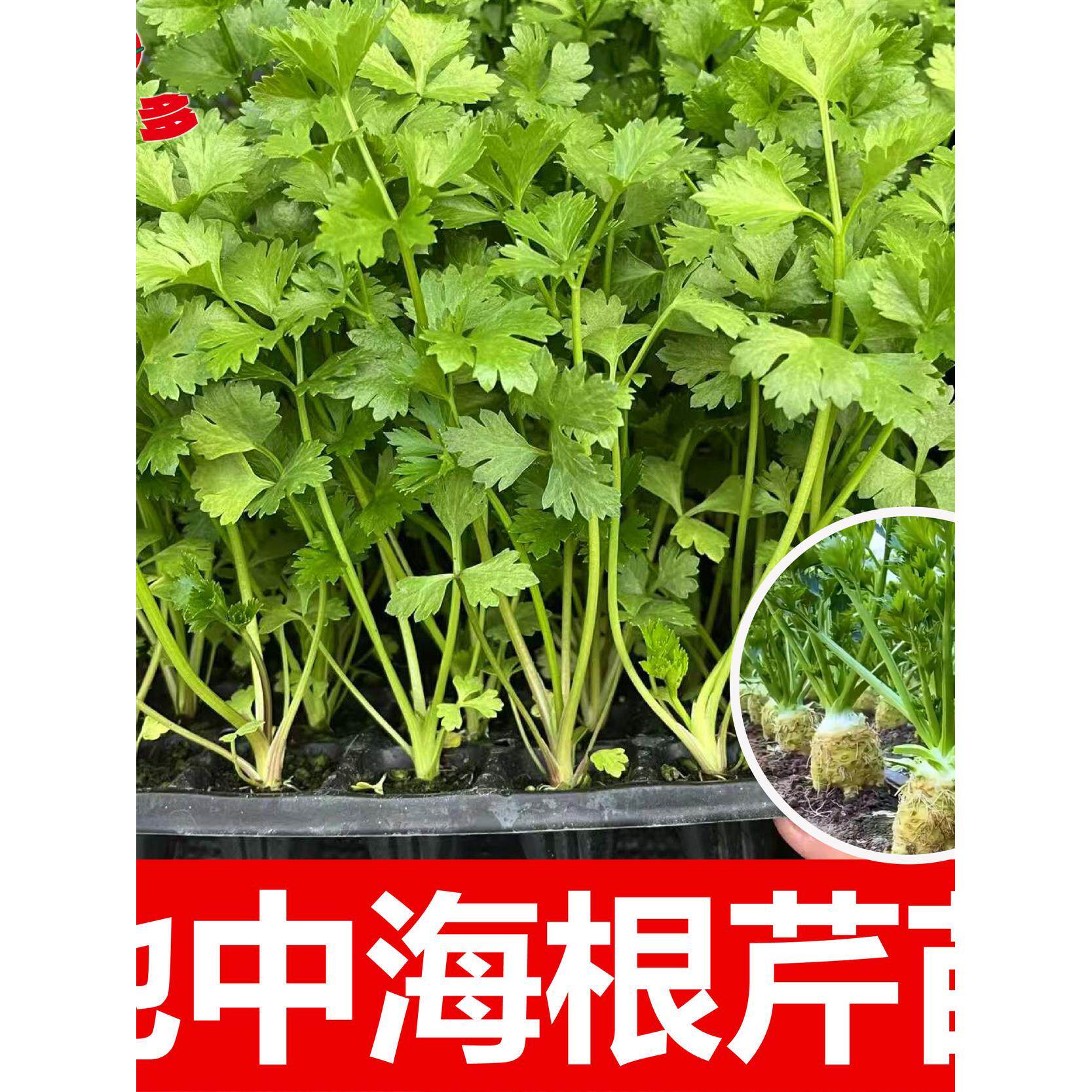 地中海根芹苗秧带土发幼菜