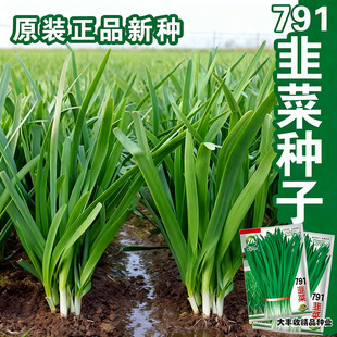 791宽叶韭菜种子雪韭菜籽根四季不休眠阳台盆栽种植耐热寒蔬菜种
