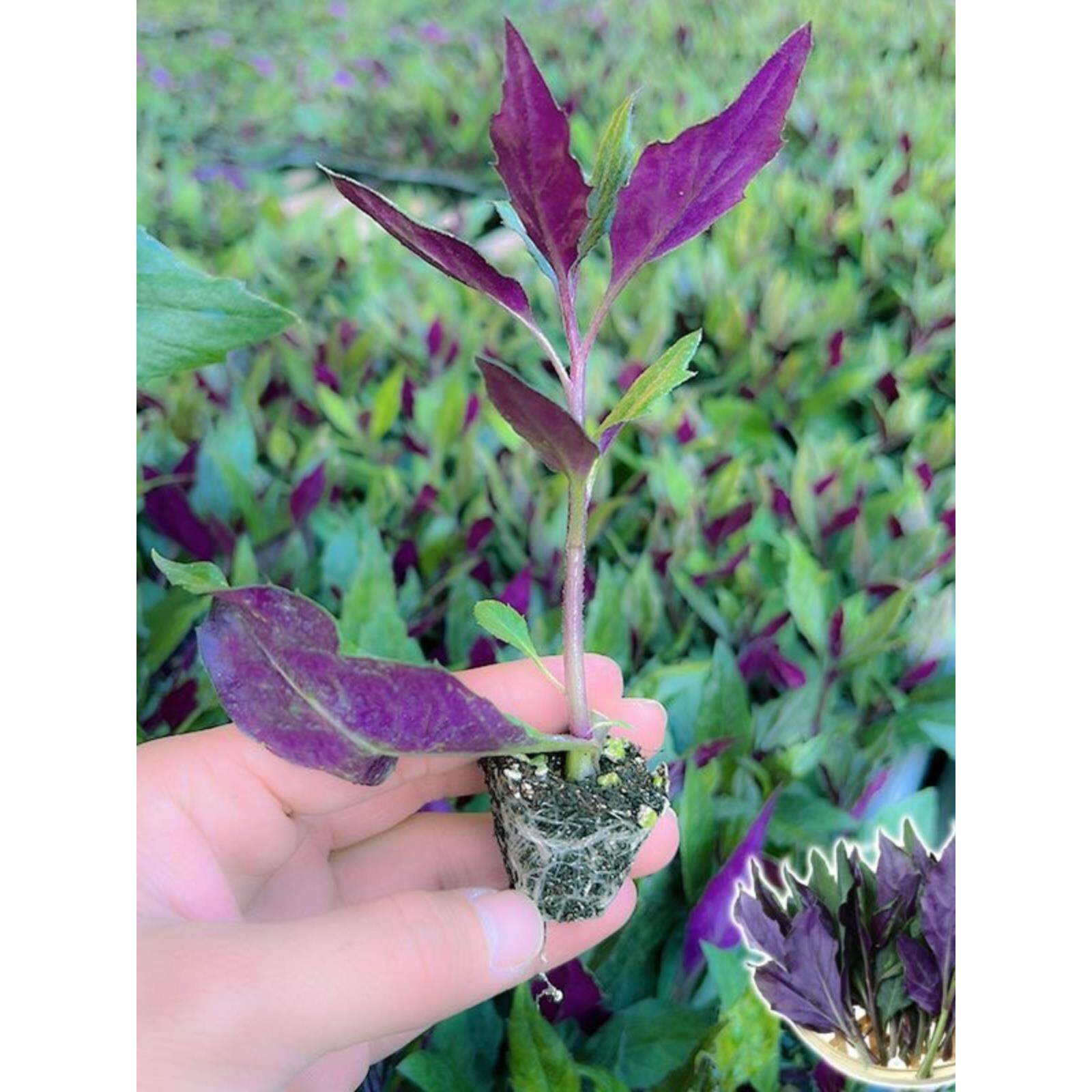 新鲜紫背菜秧苗四季庭院阳