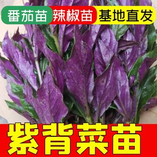 种苗新鲜紫贝天葵苗秧紫背菜苗观音菜苗血皮菜苗菜苗秧观赏苗