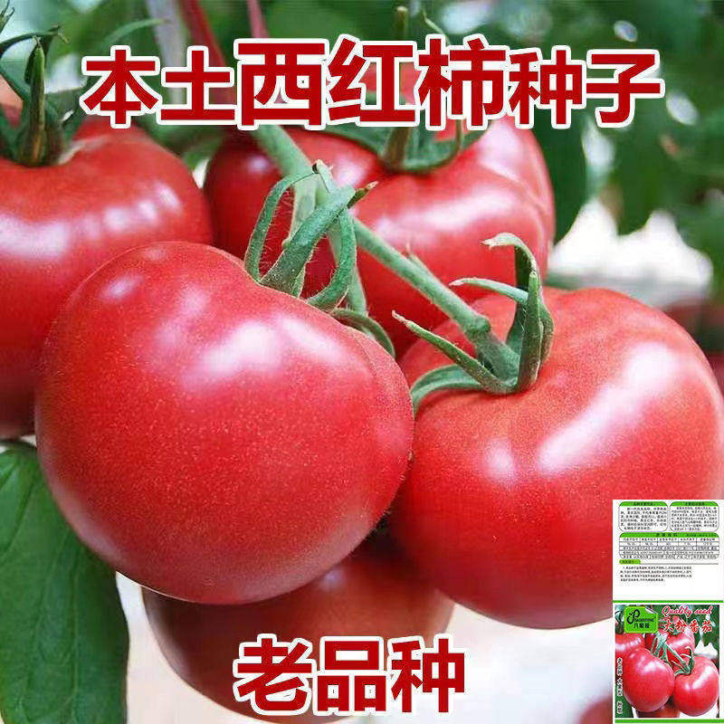 农家大粉番茄种籽红四季毛