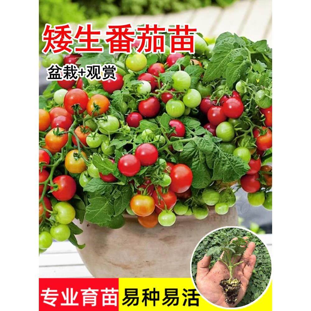 红矮生盆栽小番茄苗秧黄樱