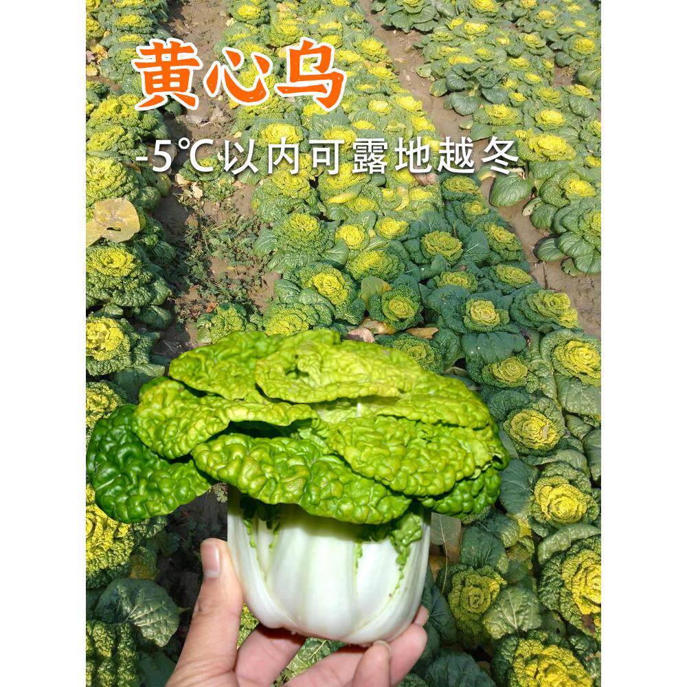 黄心乌塌菜种耐寒苗子籽白
