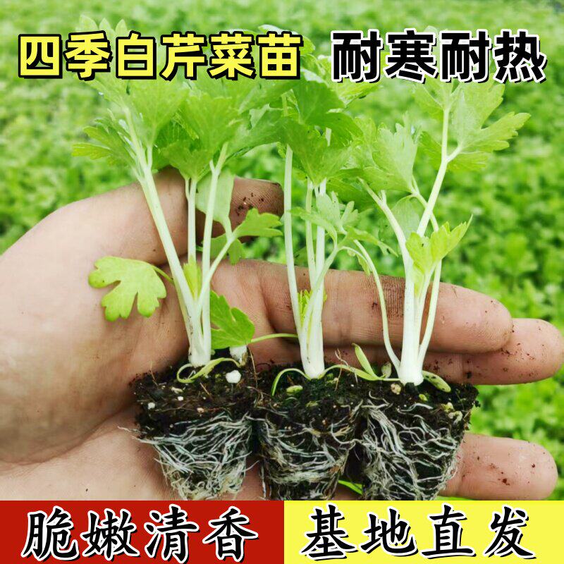 雪白实芹菜苗小香秋冬季蔬