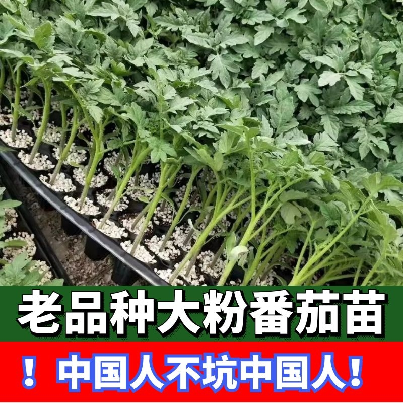 大粉果西红柿番茄苗子毛粉沙瓤番茄高硬度四季盆栽草莓番茄秧苗子