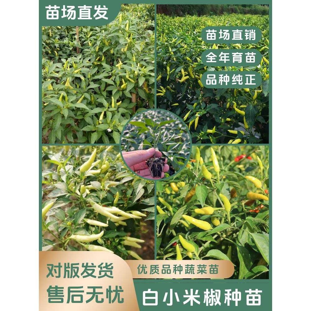 【小米椒苗】特辣高产簇生