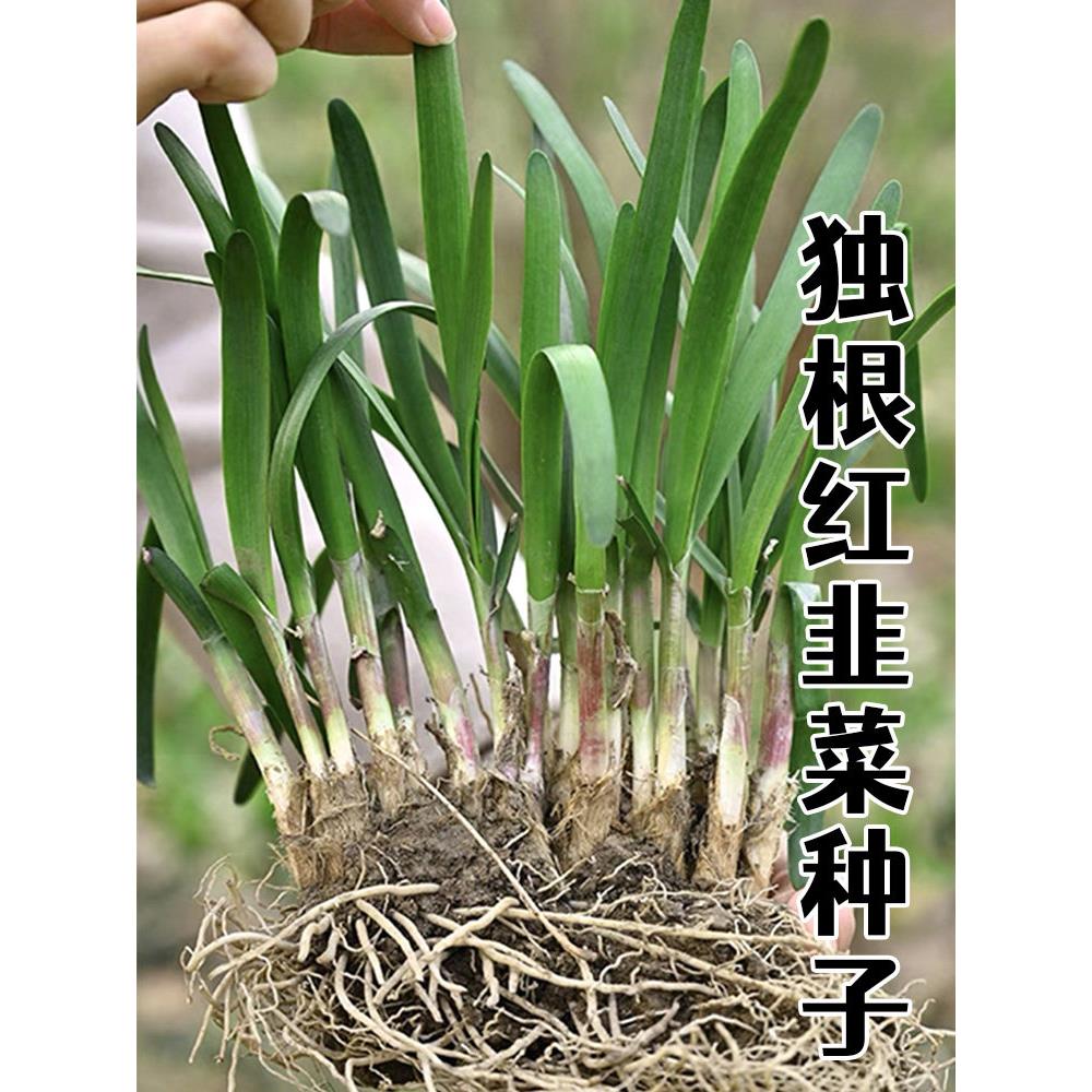 新韭菜根苗四季非白现挖大