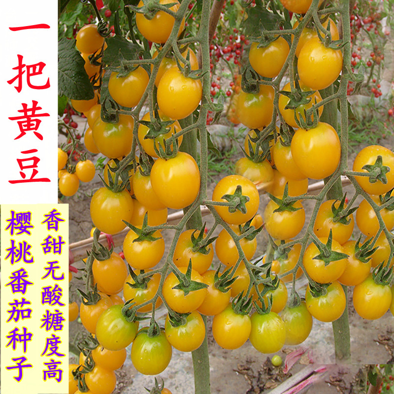 黄色夏日阳光樱桃番茄种子