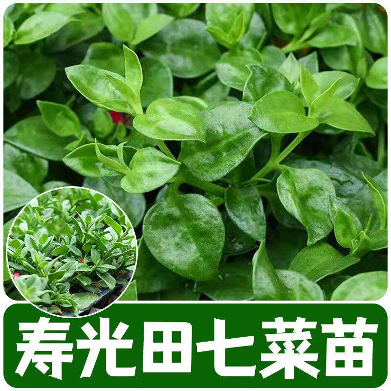 田七种苗秧食用保健菜特色