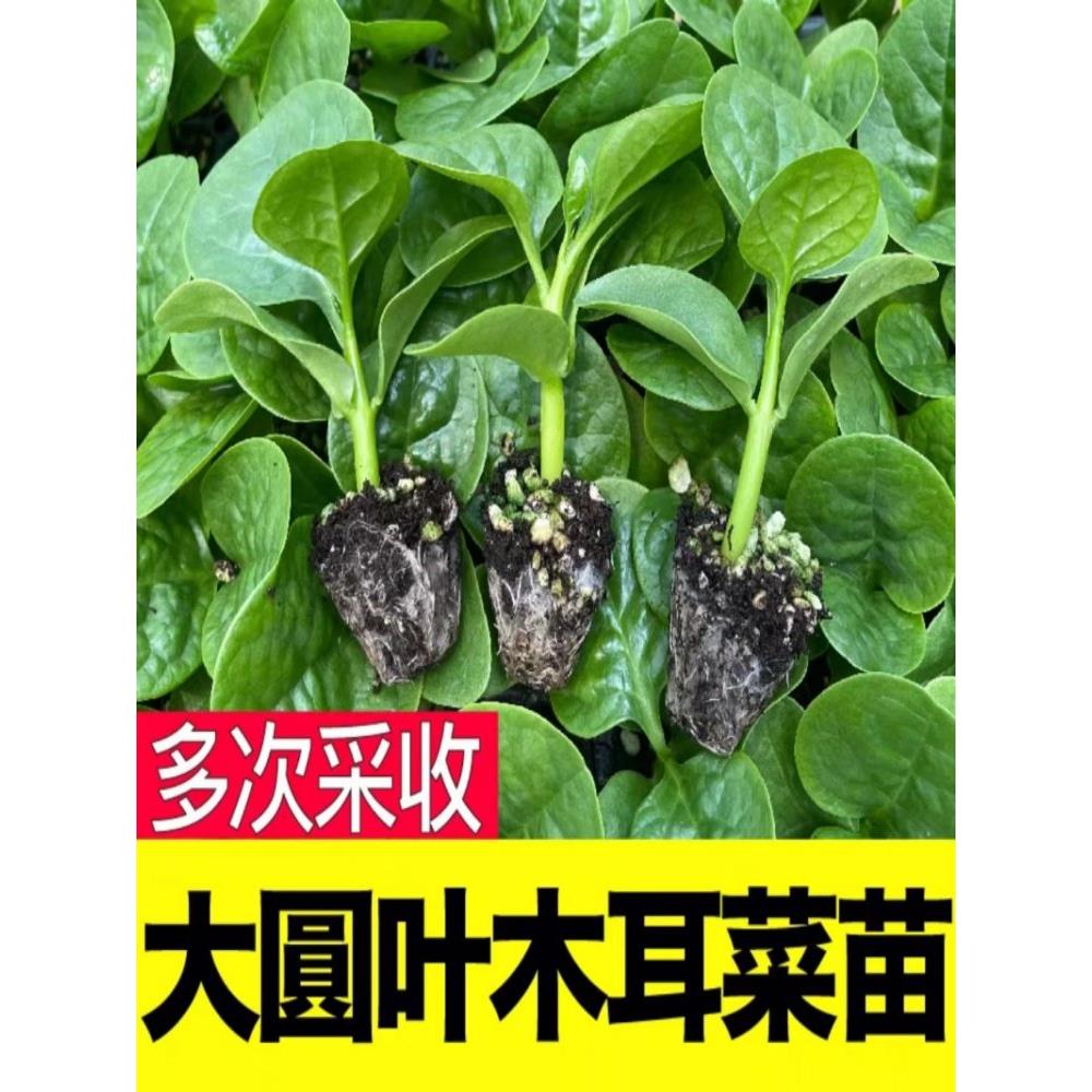 四季菜苗大叶木耳秧小茼蒿