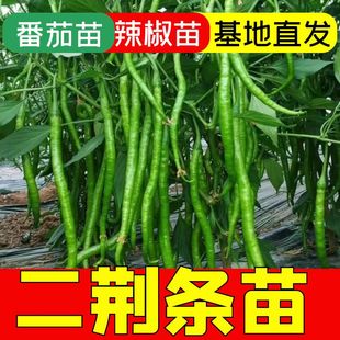 香辣四川二荆条苗秧苗子籽四季 阳台盆栽线杭美人甜青椒高产蔬菜苗