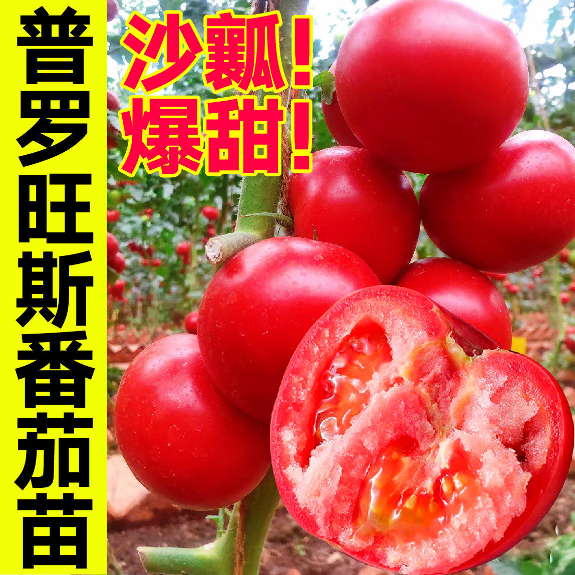 山东寿光爆甜沙瓤普罗旺斯番茄苗秧四季春秋高产西红柿种子盆栽,鲜花速递/花卉仿真/绿植园艺,家庭园艺种子,淘宝优惠券,粉丝福利购,淘宝优惠卷