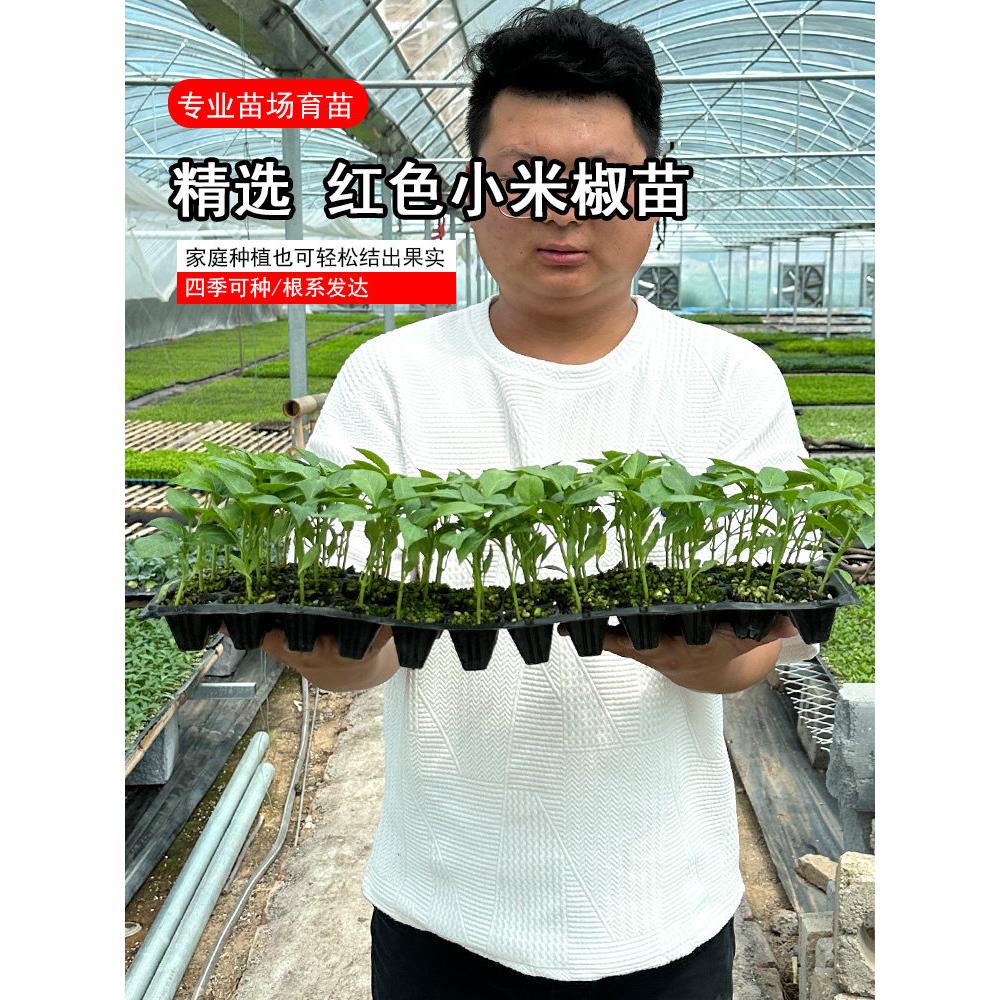 超辣小米椒苗种子朝天蔬菜