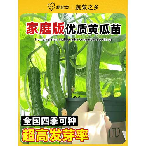 水果黄瓜苗秧四季种子阳台