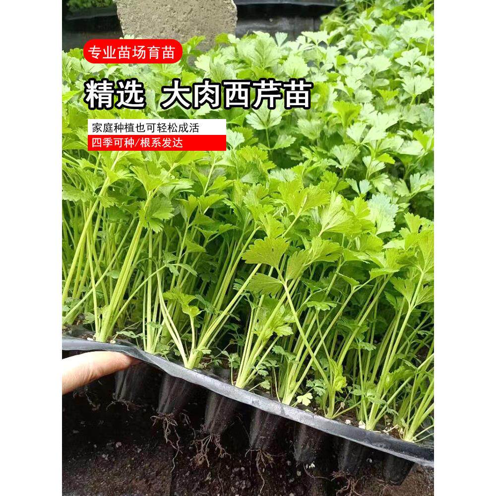 皇后西芹苗秧地中海玻璃脆
