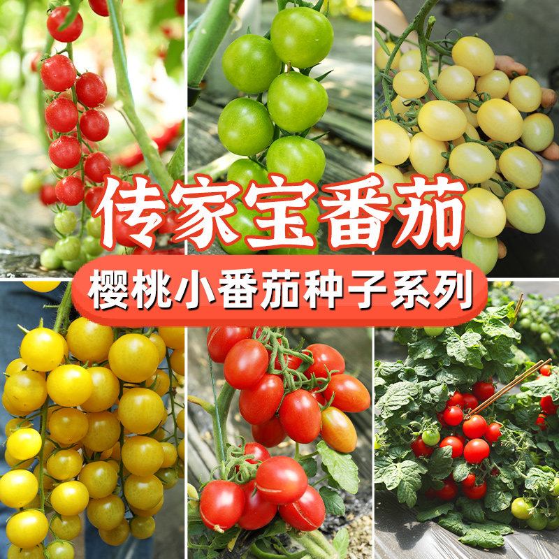 樱桃小番茄种子千禧白妃超