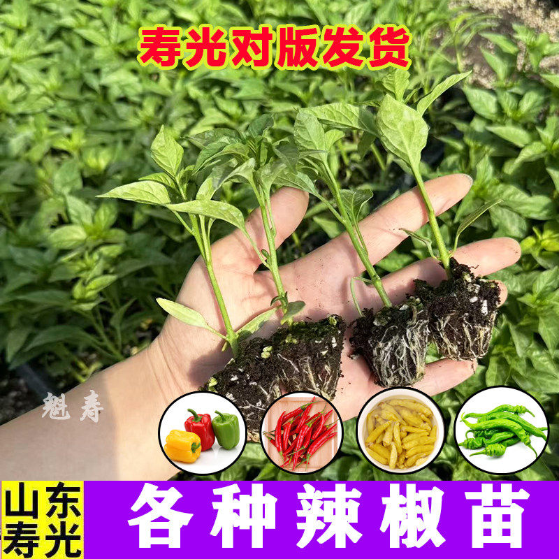 黄甜椒苗秧辣大果红绿方圆