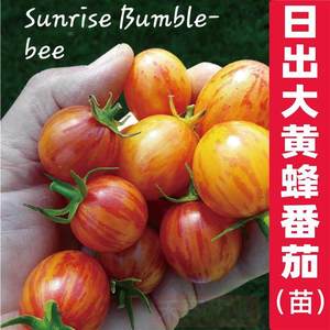 日出大黄蜂番茄苗红醋栗甜