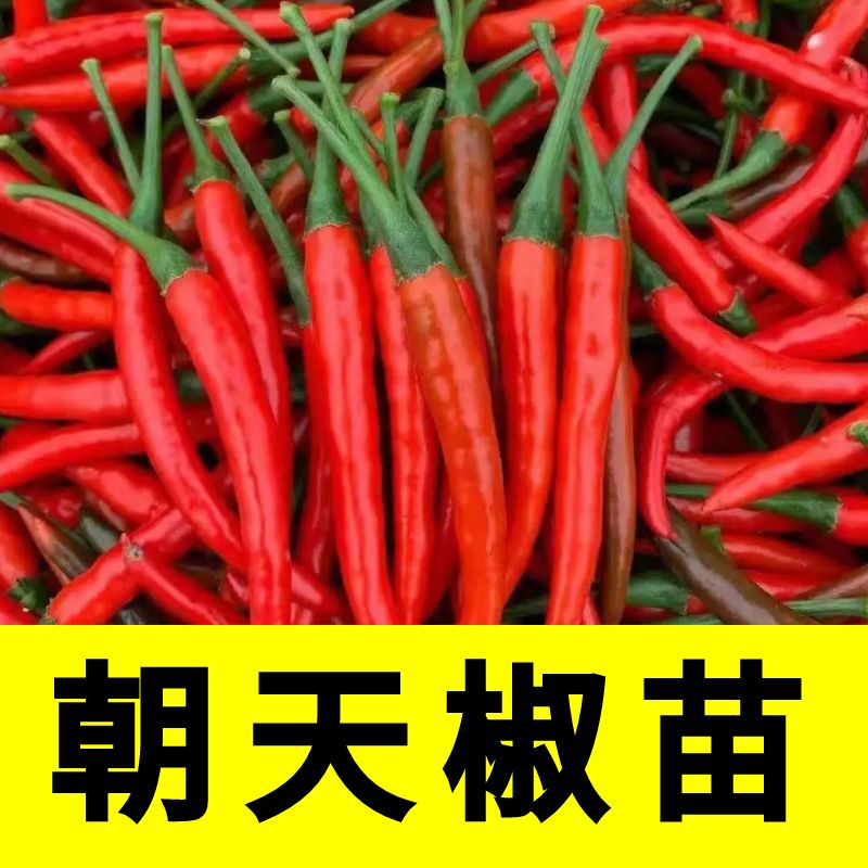 正宗朝天椒苗子阳台盆栽