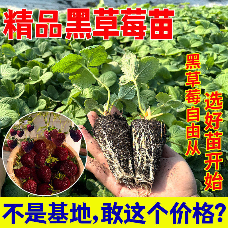 黑珍珠草莓苗秧冬季盆栽植