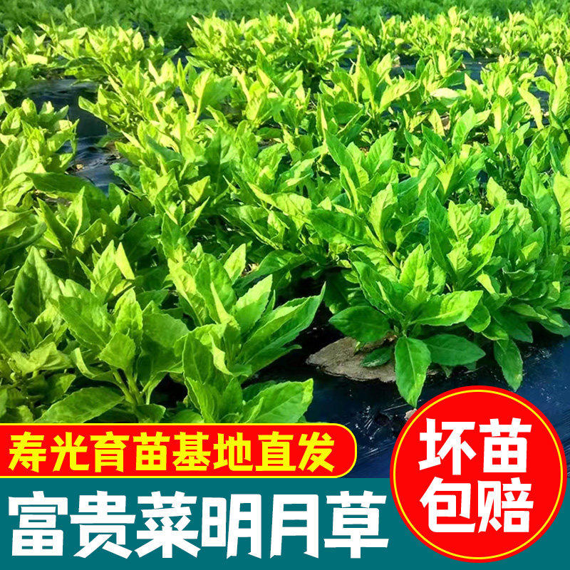 明月草苗盆栽白背菜神仙蔬