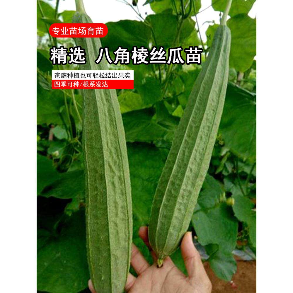 棱丝瓜苗子种超长秧八春季