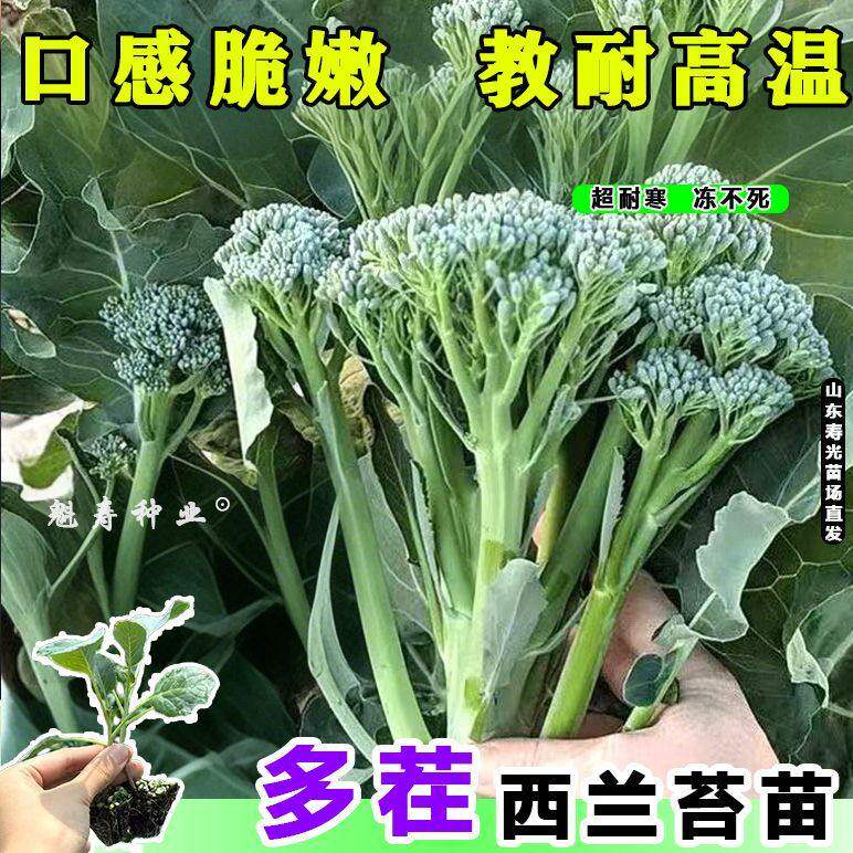 正宗西兰苔苗秧蓝花芥洋四