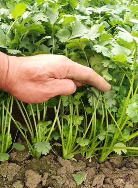 耐寒免破壳香菜种子籽种四季秧苗安瑟米阳台盆栽蔬菜种籽孑苗大全