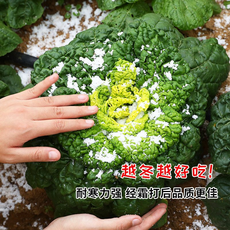 黄心乌菜种子籽塌四季白冬