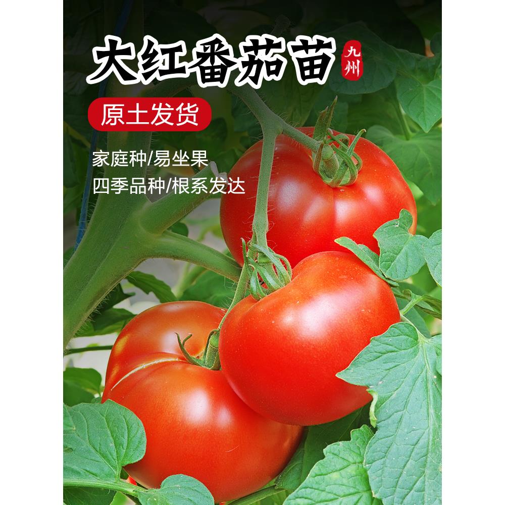 硬果大红番茄苗秧石头西柿