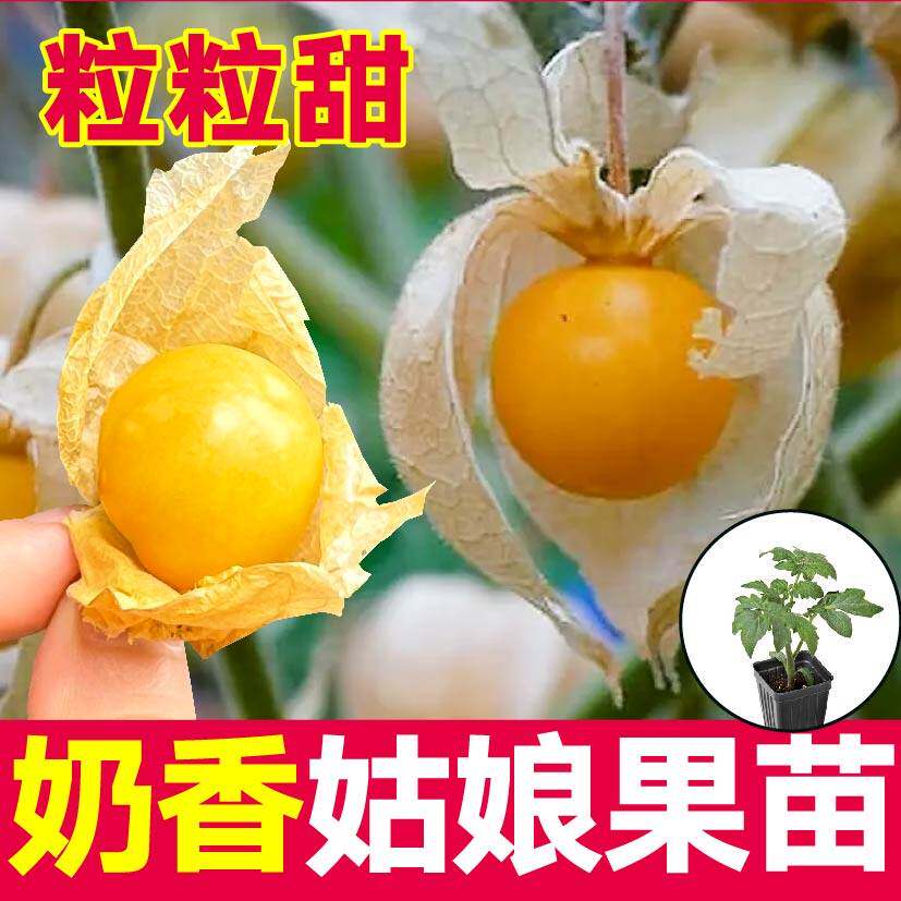 超甜奶香黄姑娘果苗秧带土
