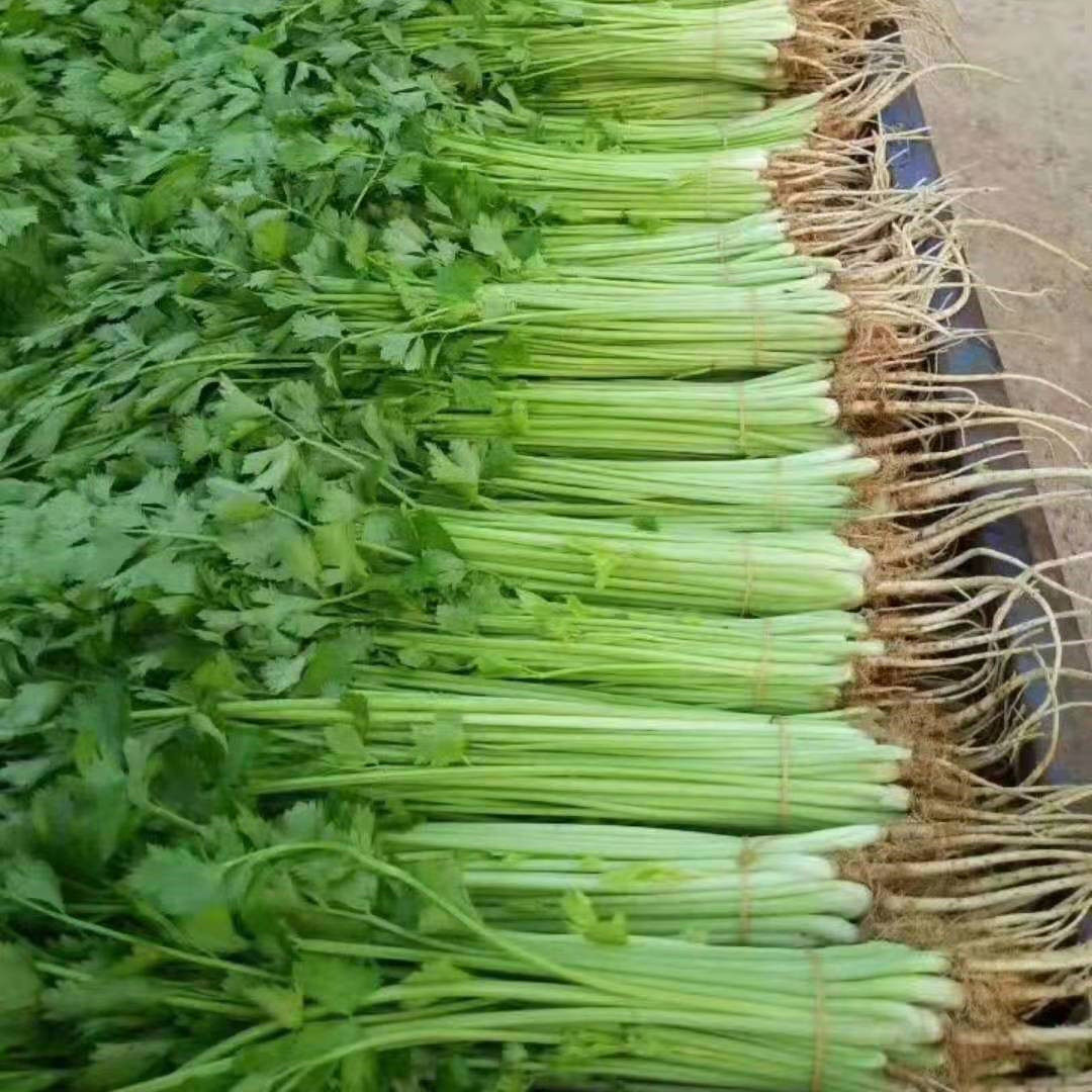 四季小香芹种子白红根西欧