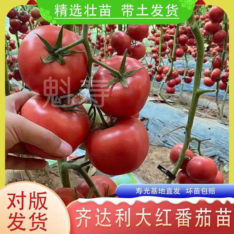 先正达齐利番茄种子籽大红