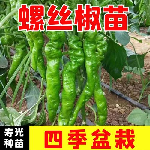 螺丝椒苗子螺丝椒苗辣椒苗子