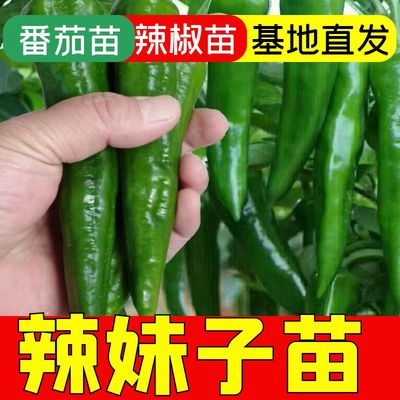 辣妹子椒苗超青红干种味浓