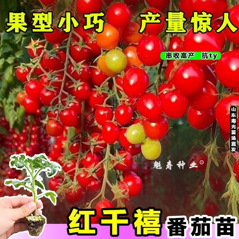 寿光超甜红千禧圣女果苗秧