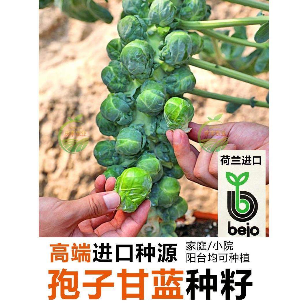 孢子甘蓝种荷兰进口抱子甘蓝种孢子甘蓝苗包心菜种孑孢子甘蓝秧苗