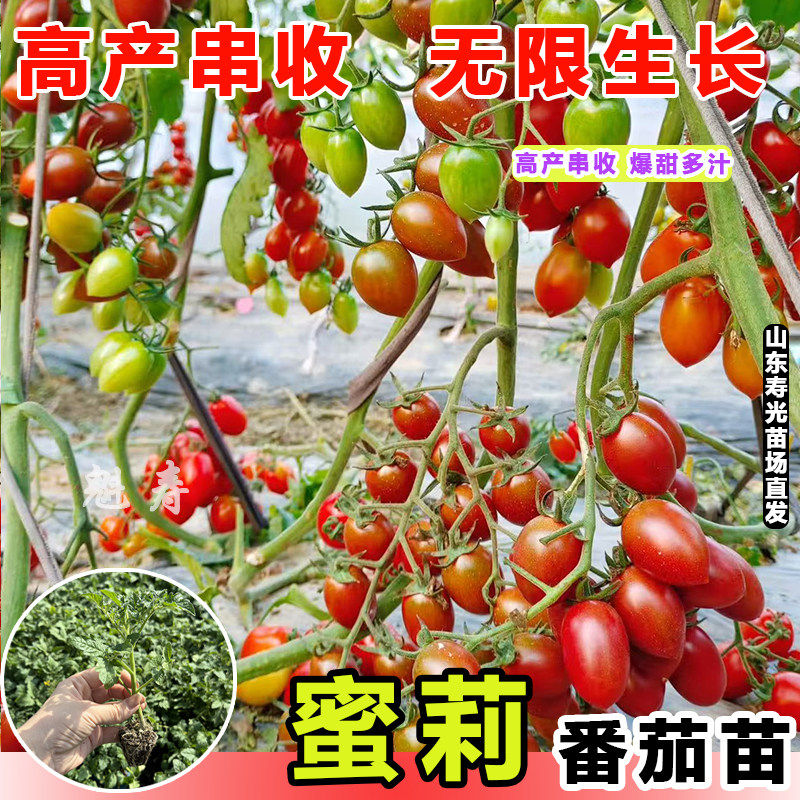 超甜蜜梨圣女果苗秧口感小