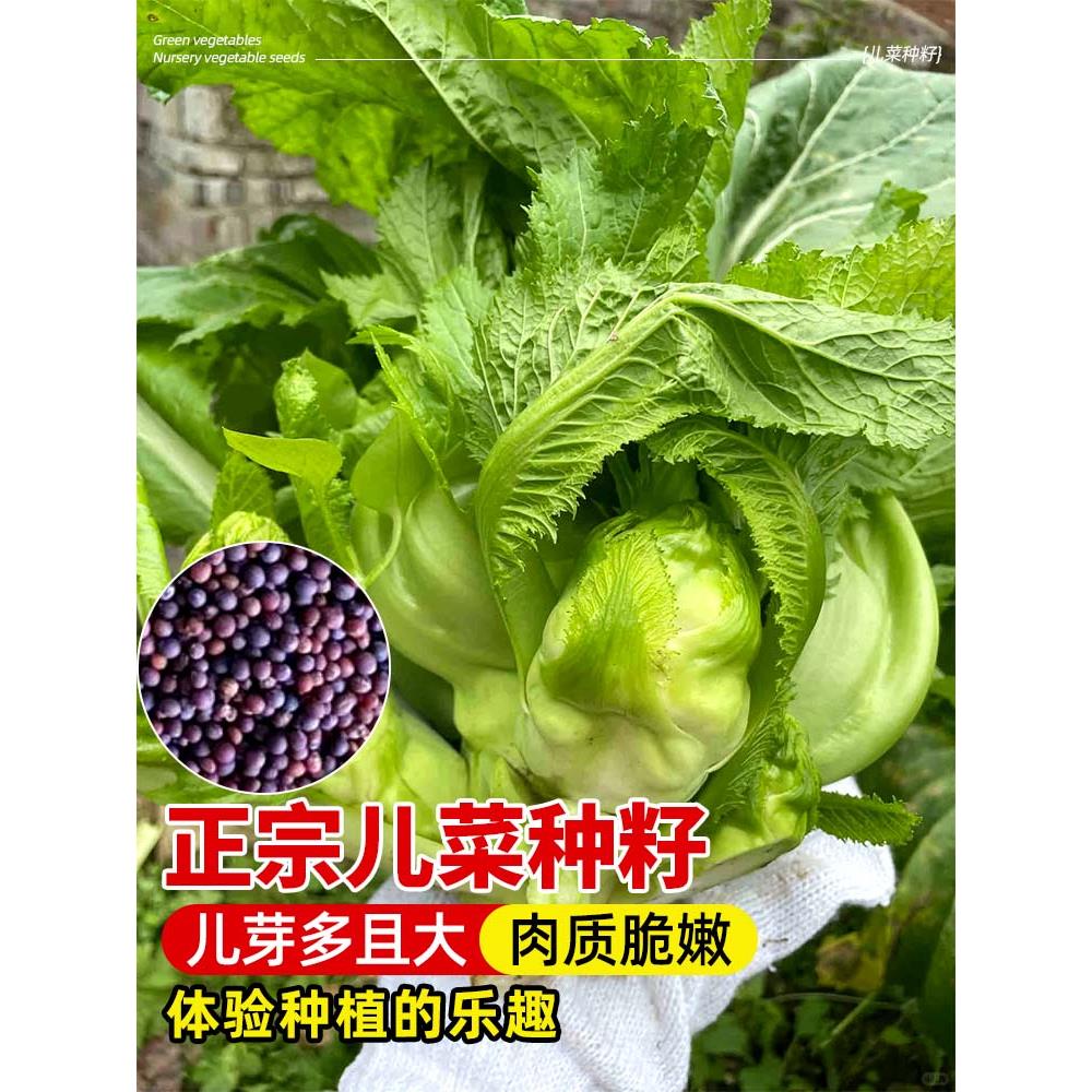 儿菜种籽娃抱子芥四季秋冬