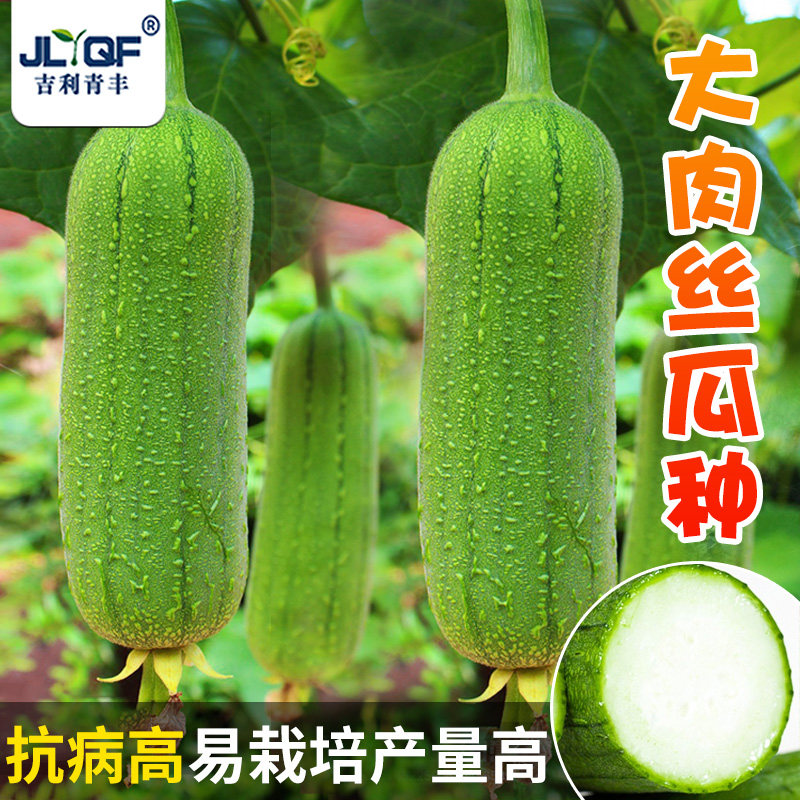 大肉丝瓜种子天摘香嫩籽春