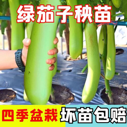 正宗线茄苗子阳台盆栽