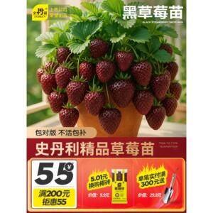 史丹利黑草莓苗真红美铃珍