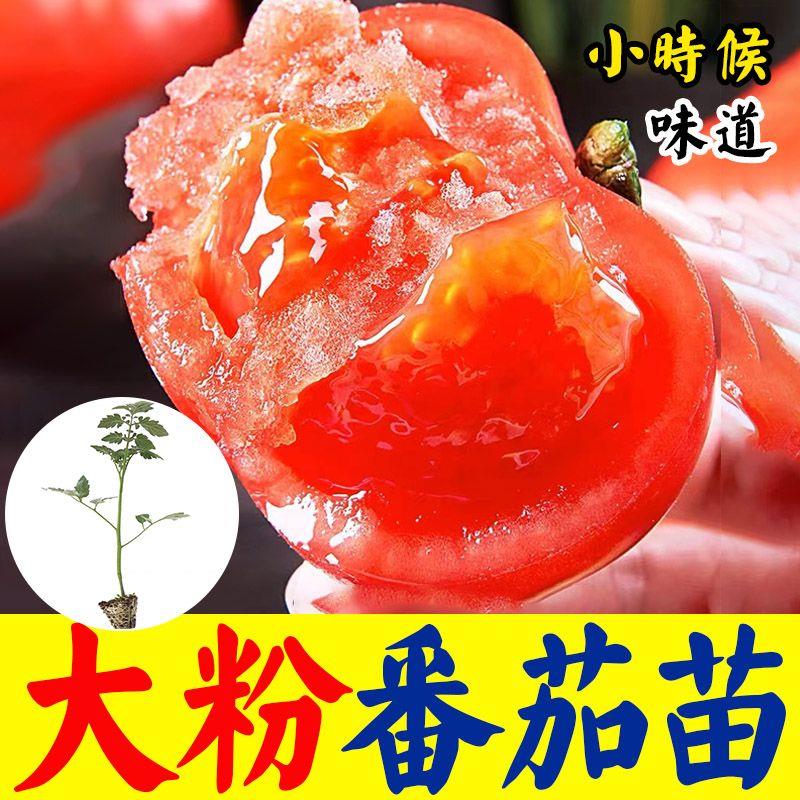 沙瓤大粉番茄苗子种黄色樱