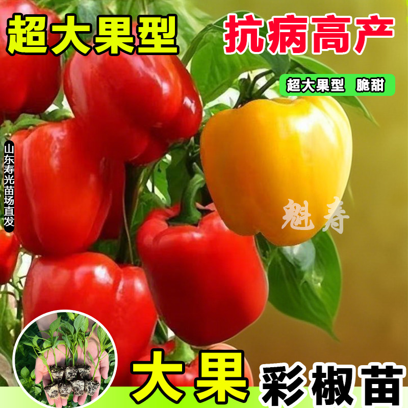 寿光五彩甜椒苗秧水果辣红