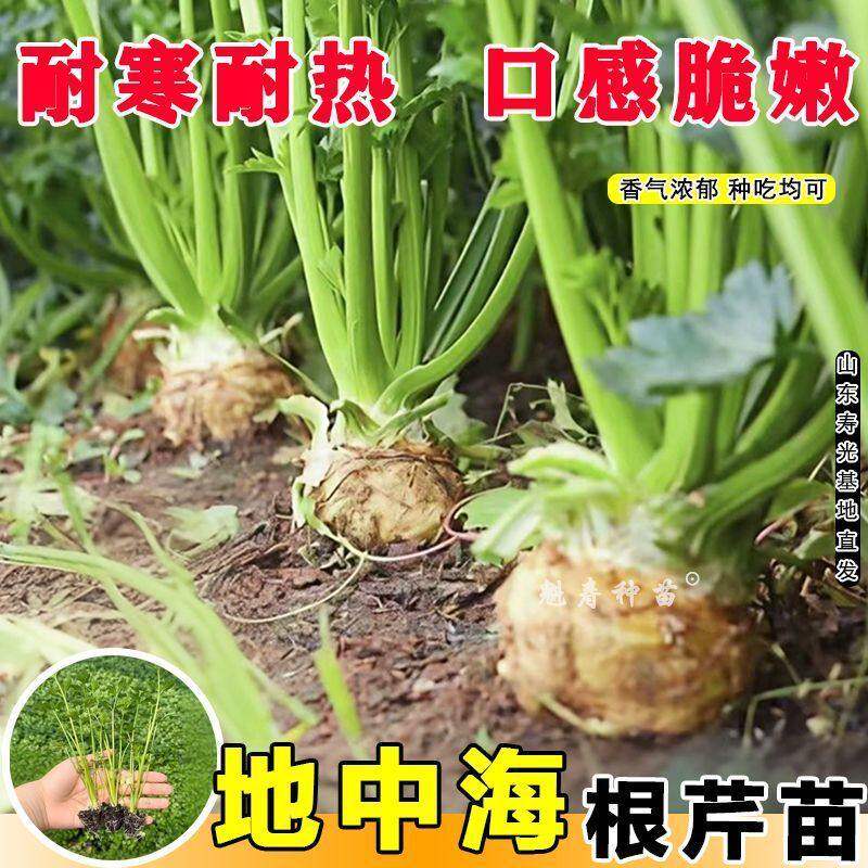 根芹苗种球茎食用耐寒四季