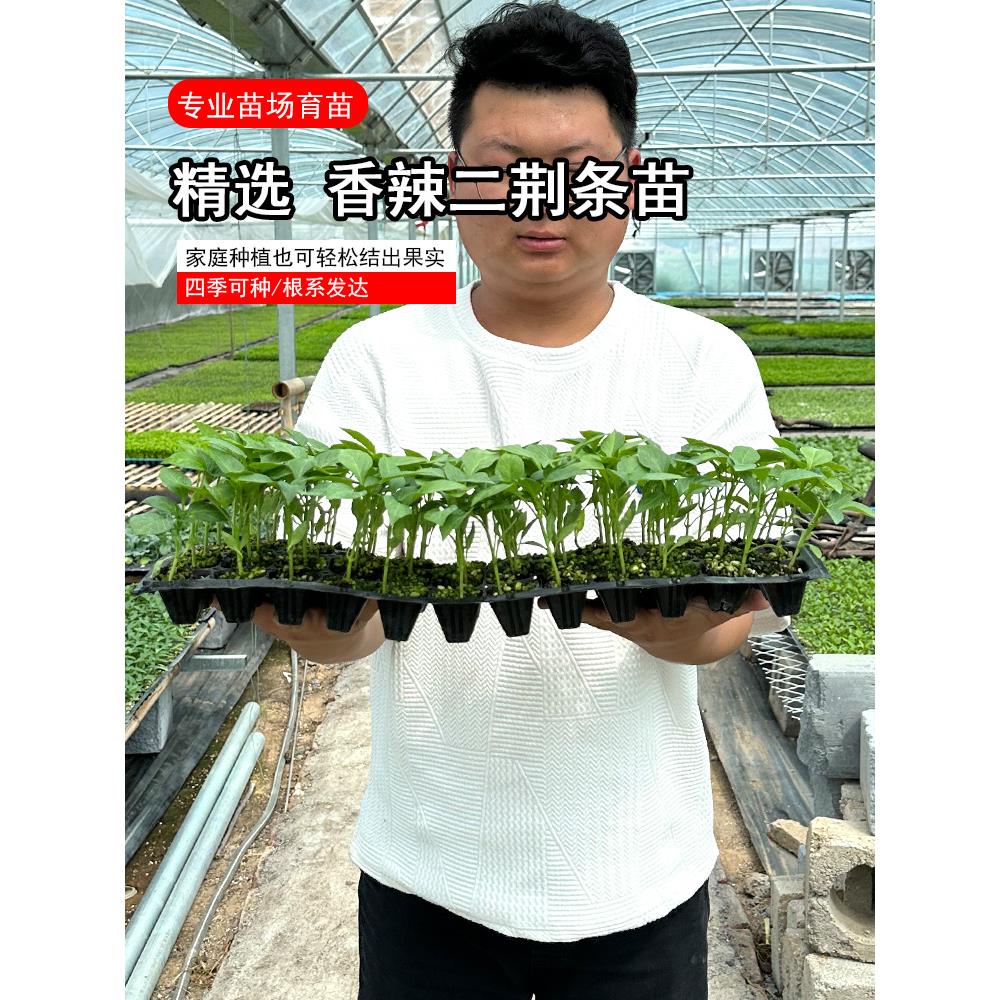 二荆条苗子辣椒超四季香高