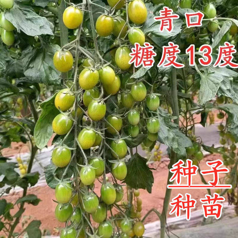 青口蜜糖小番茄种子特色绿