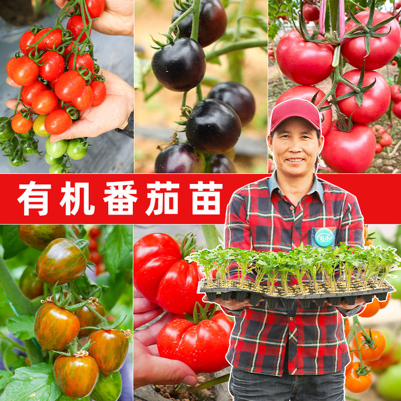 四季小番茄种子苗千禧圣女果西红柿种籽秧果苗矮生黑秧苗蕃茄苗树