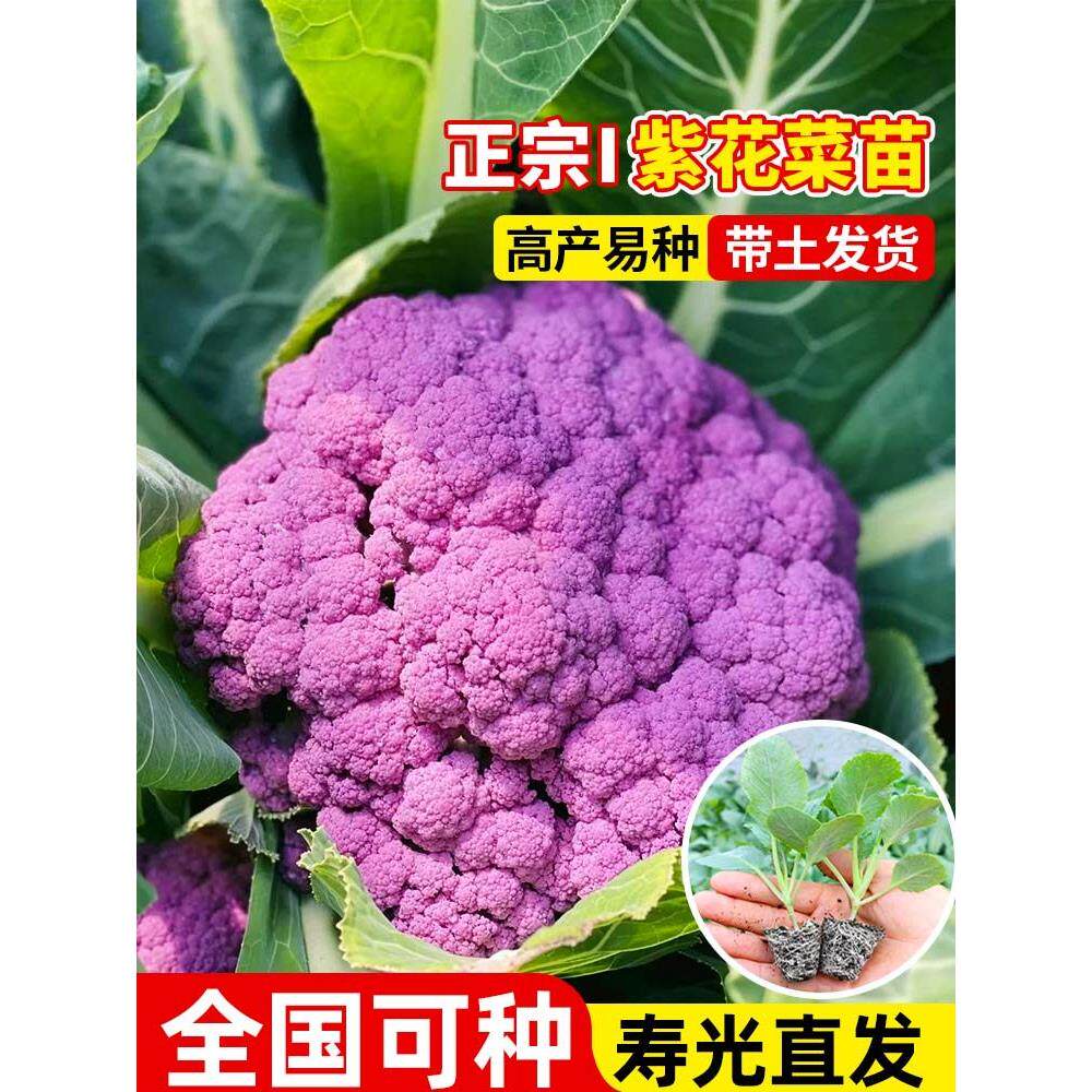 紫花菜秧苗带土发货特色椰