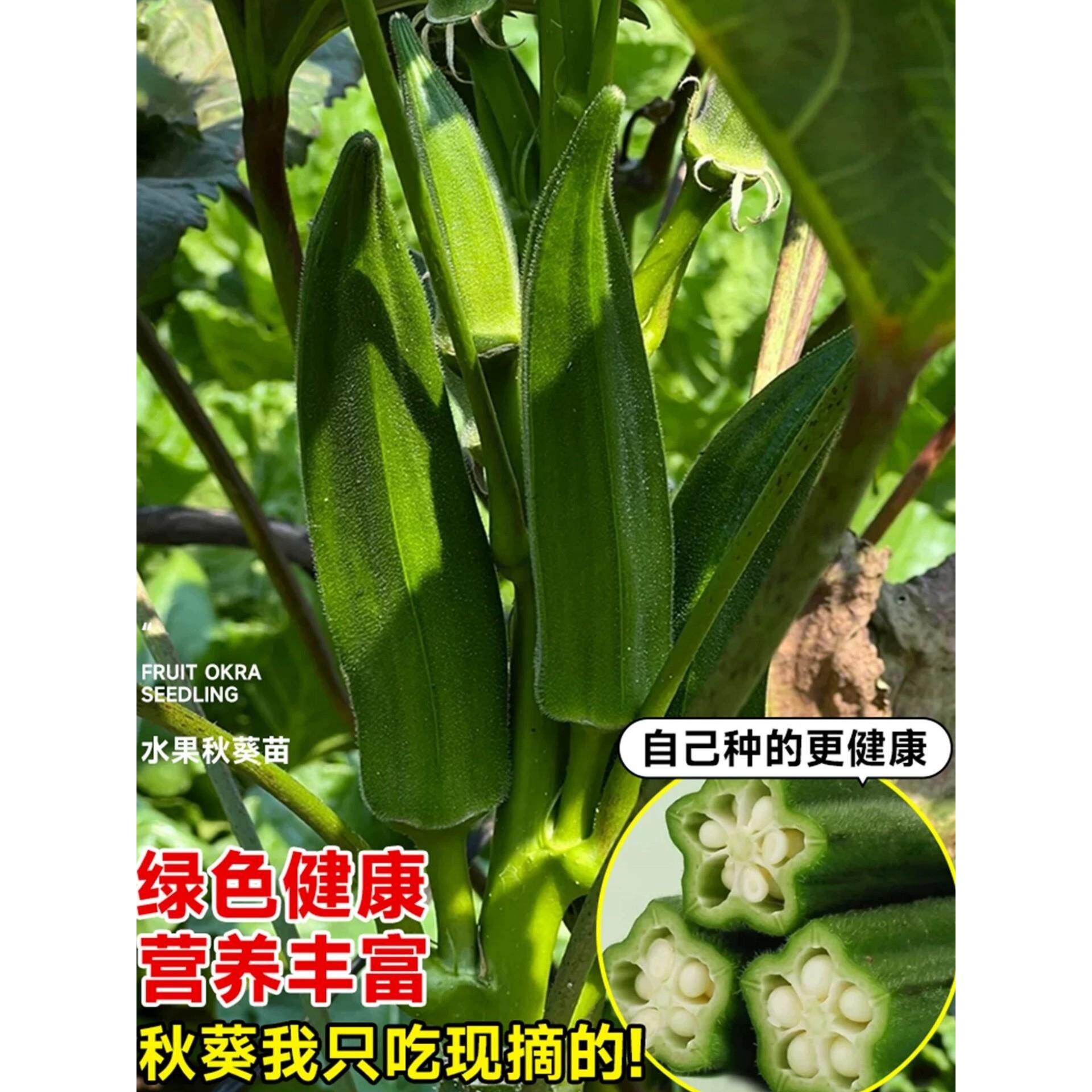 黄秋葵种孑阳台蔬菜苗秧南